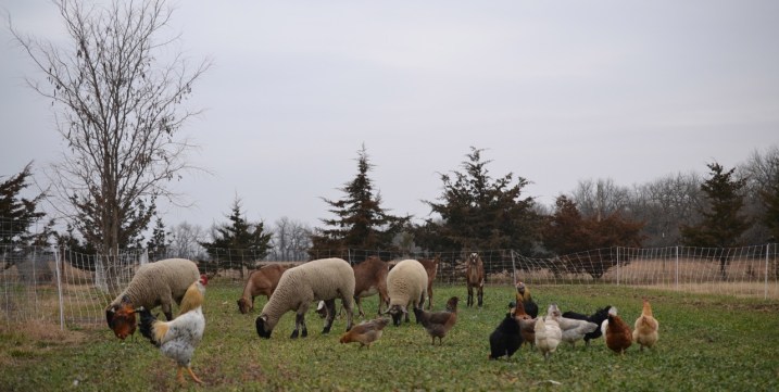 late fall grazing