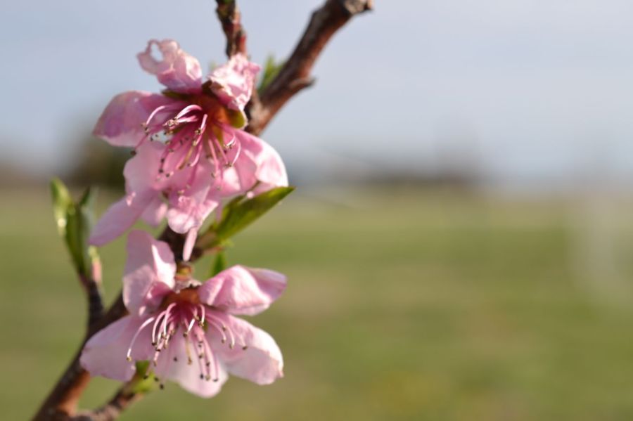 Peach Blossom