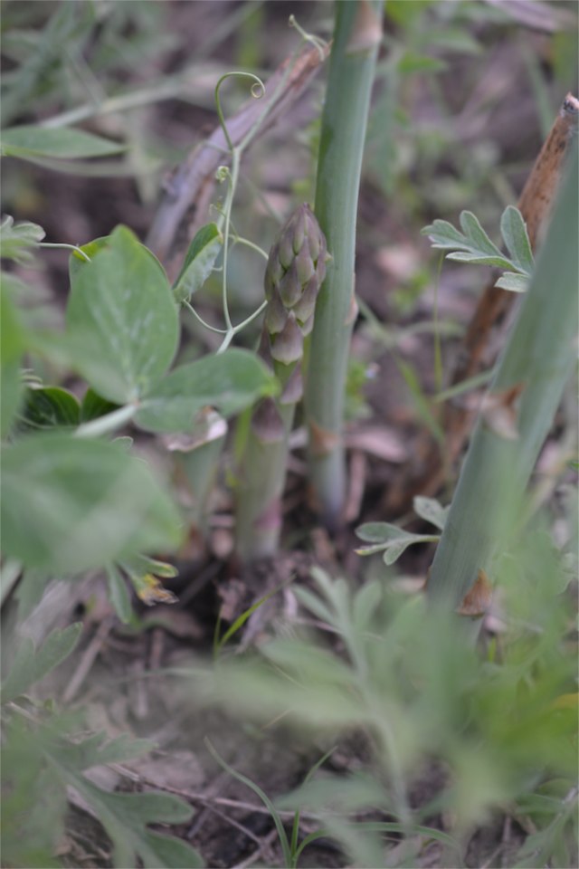 asparagus