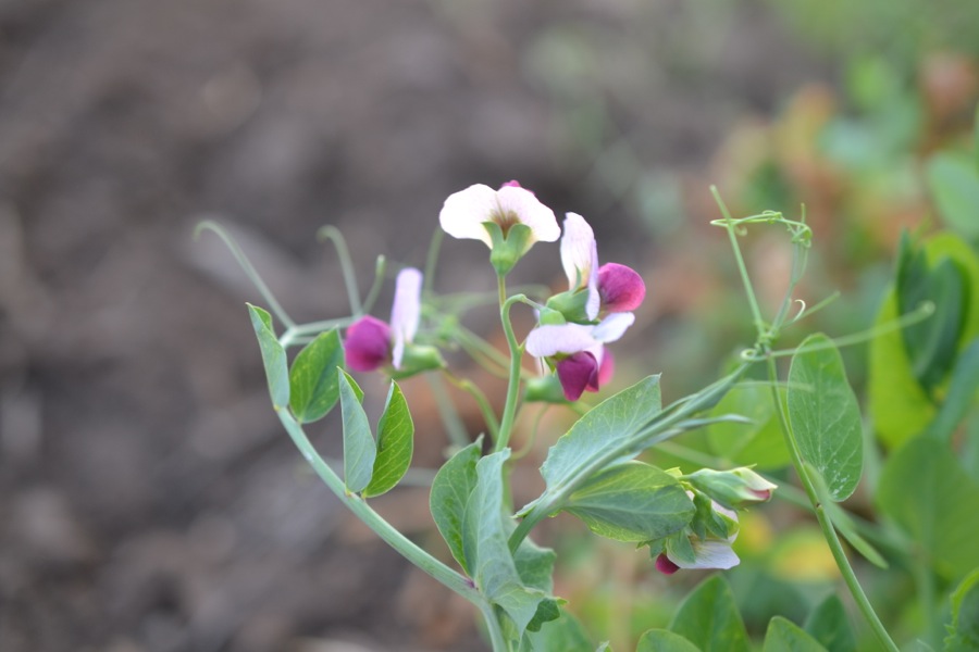 winter pea blossom