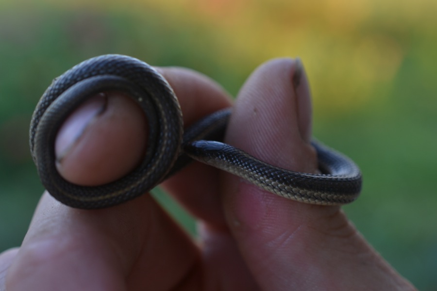 rough earth snake