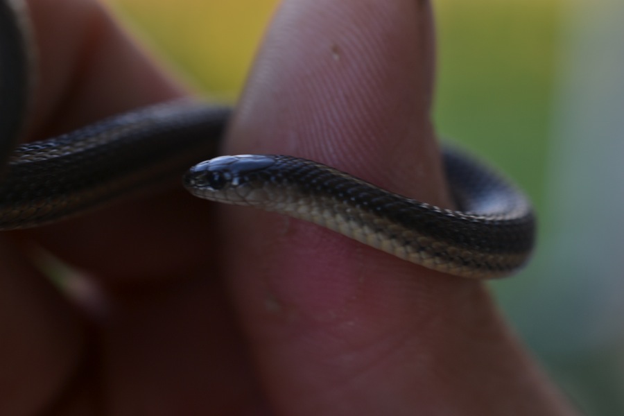 rough earth - good name