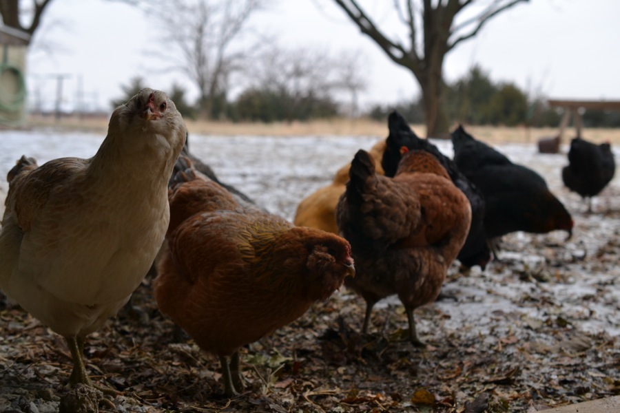 Last of December's Sun08