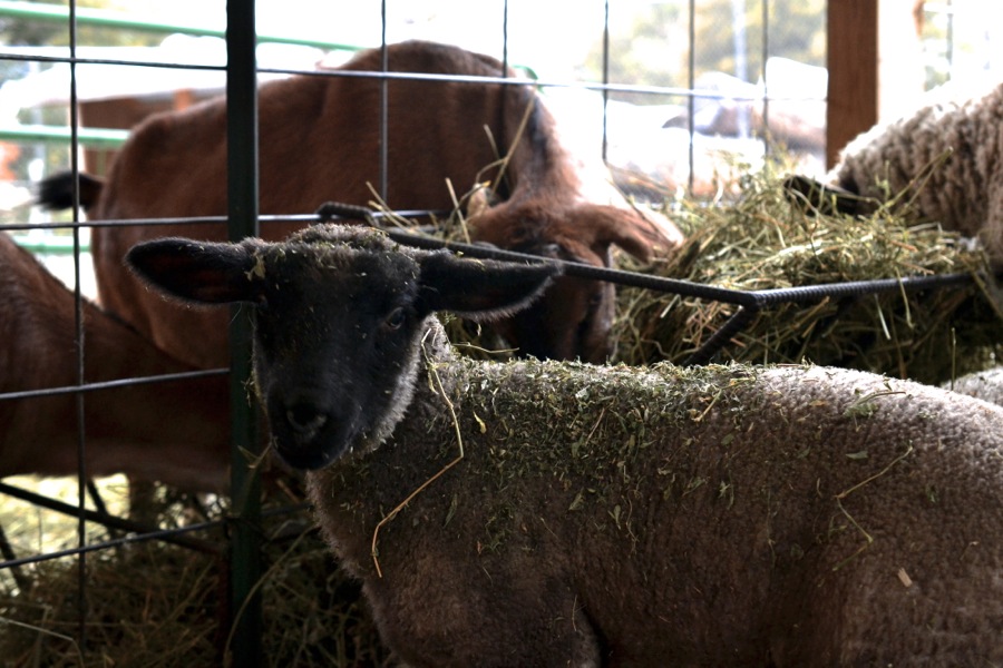 Last of December's Sun13