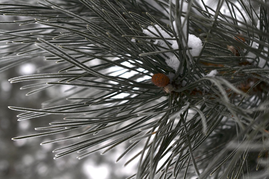 Last of December's Sun24