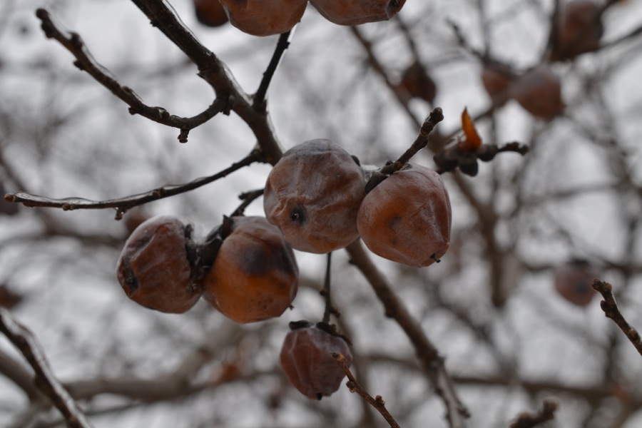 Last of December's Sun27