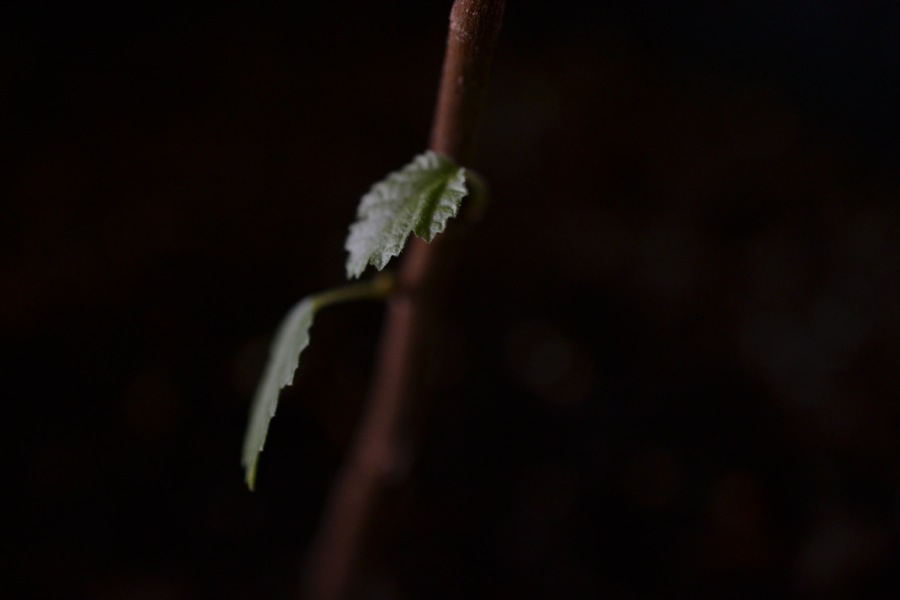 everything, everything21