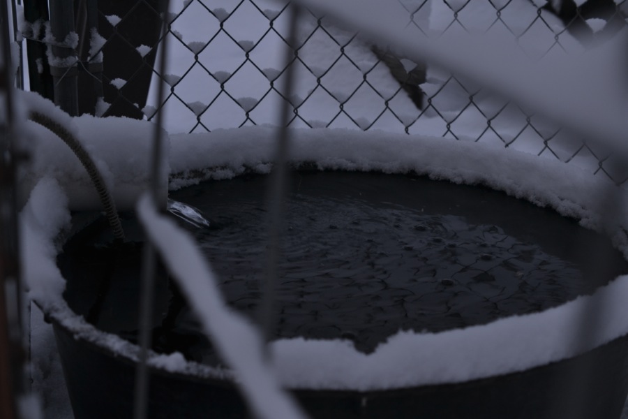 everything, everything23