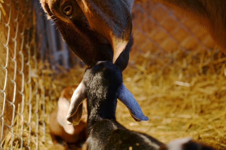 Caprine Outpouring02