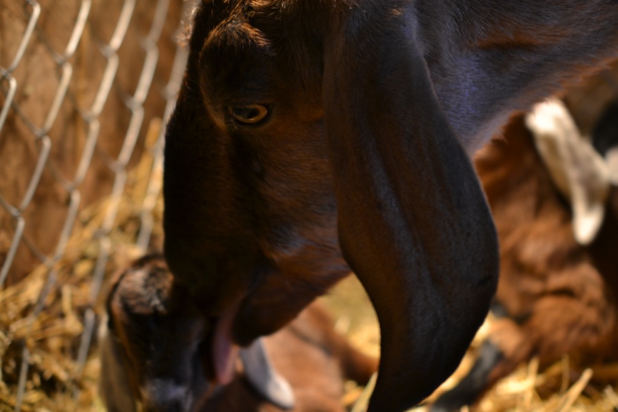 Caprine Outpouring09