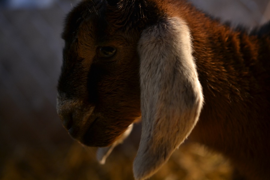 Caprine Outpouring11