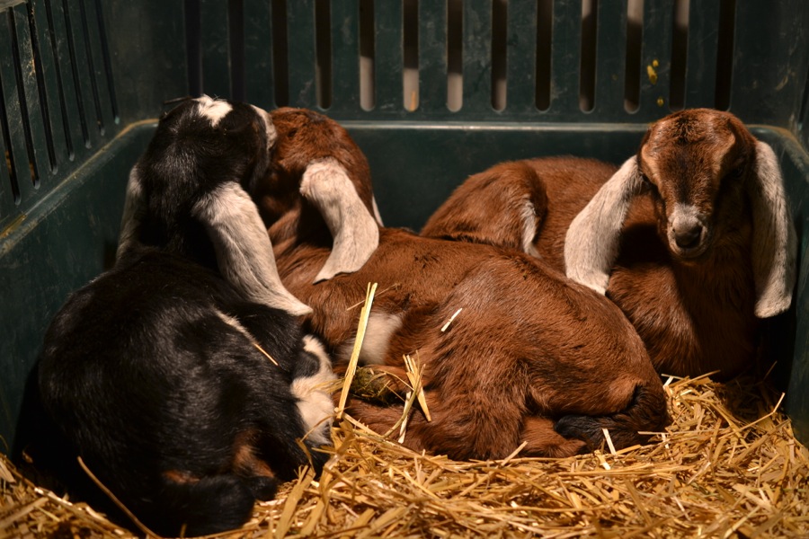 Caprine Outpouring13