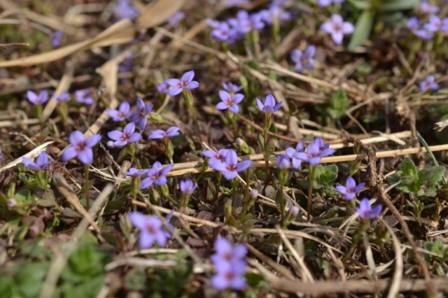 come with a stone tree05