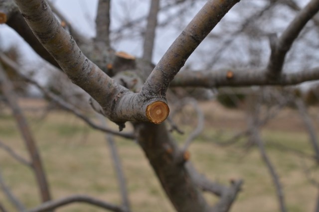 come with a stone tree11