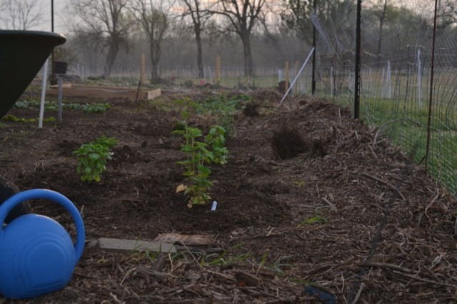 Landscape Hewn and Tender 03