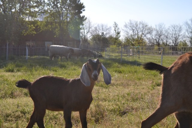 Landscape Hewn and Tender 12