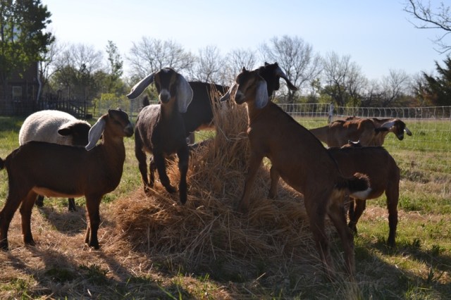 Landscape Hewn and Tender 14