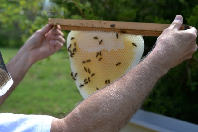 Landscape Hewn and Tender 21