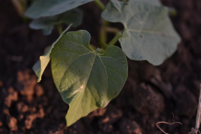 Landscape Hewn and Tender 32