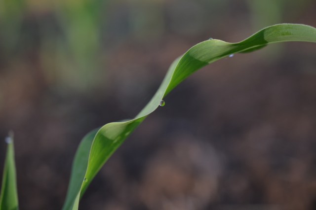 Landscape Hewn and Tender 33