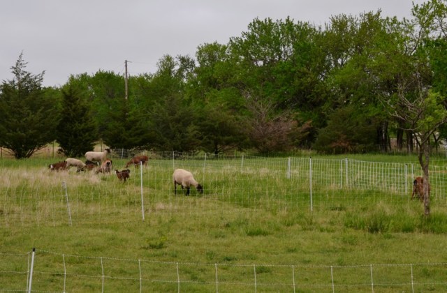 Landscape Hewn and Tender 41