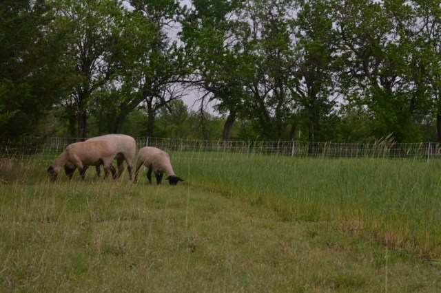 Landscape Hewn and Tender 42