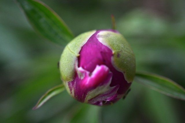 Landscape Hewn and Tender 44