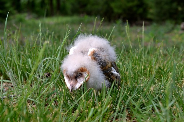 Landscape Hewn and Tender 53