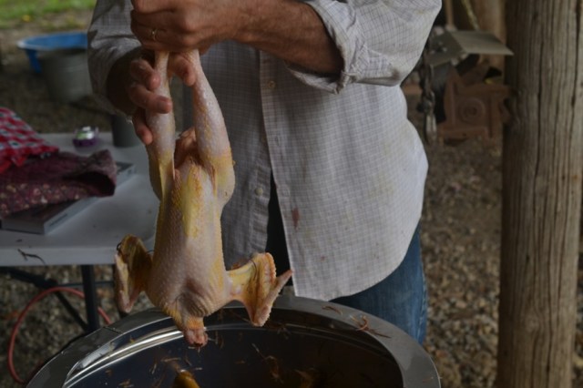 chicken butchering08