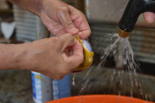 chicken butchering09