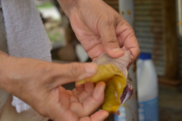 chicken butchering10