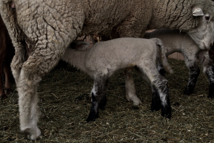 November Lambs27