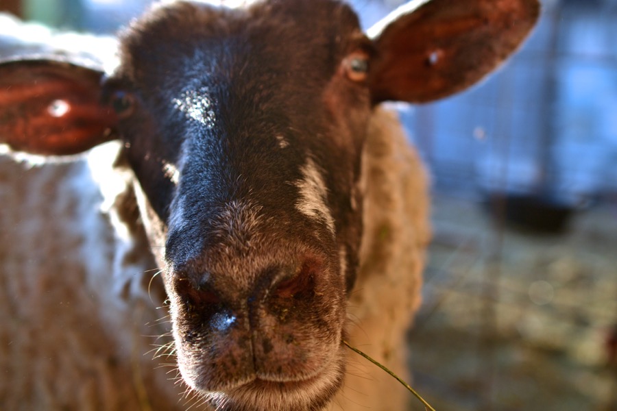 Priests of the Land01