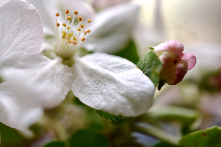 Priests of the Land03