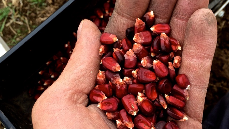 Priests of the Land05