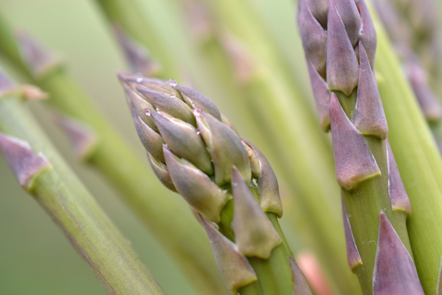 Priests of the Land07