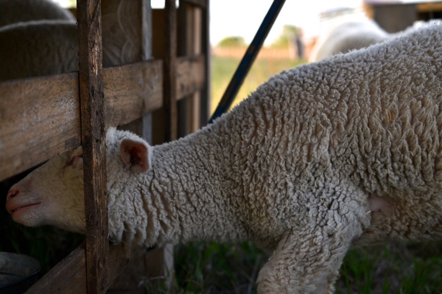 Priests of the Land10