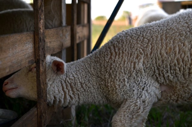 Priests of the Land10