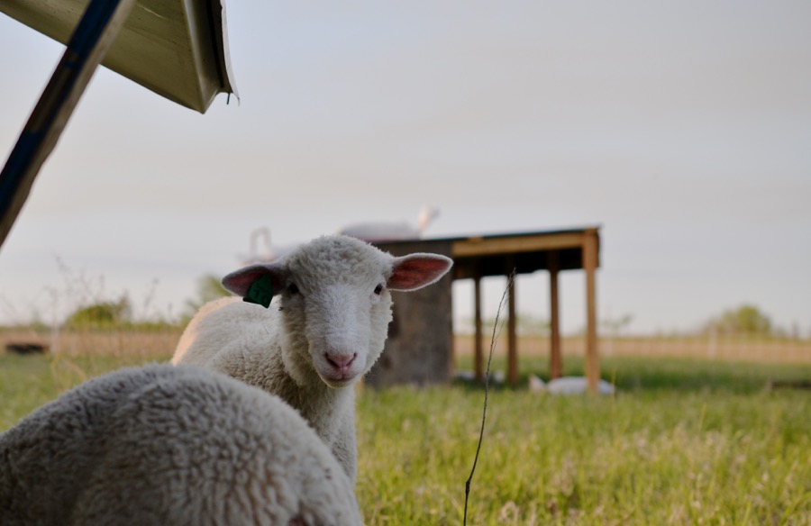 Priests of the Land12