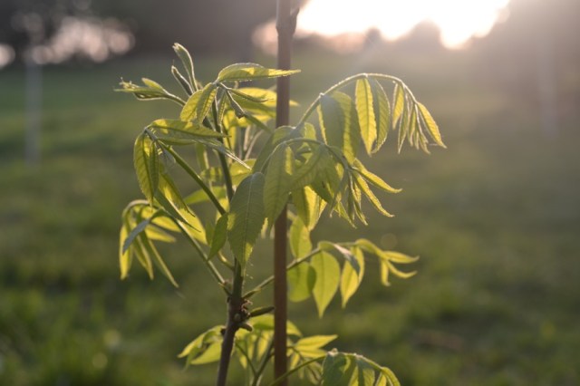 Priests of the Land16