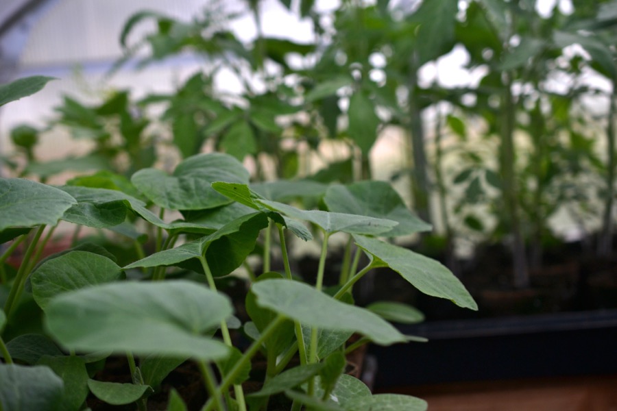 Priests of the Land17