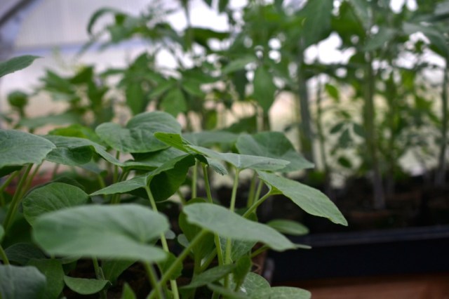 Priests of the Land17