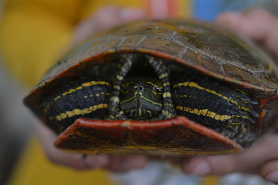 Priests of the Land18