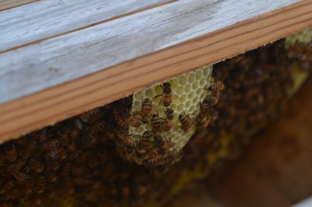 Priests of the Land22