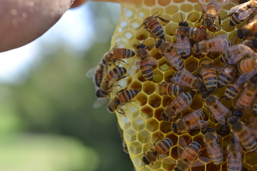 Priests of the Land23