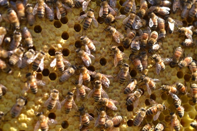 Priests of the Land25