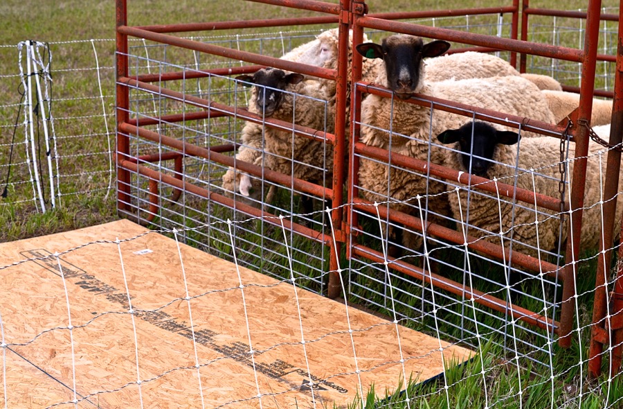 Priests of the Land26