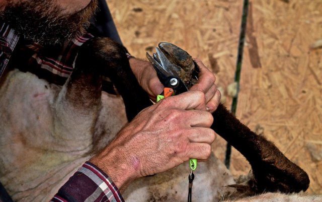 Priests of the Land27