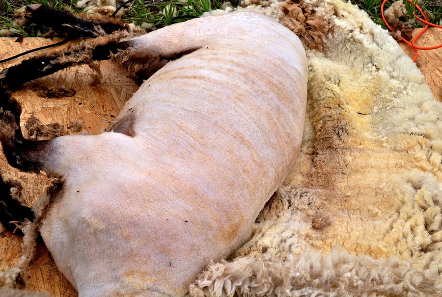 Priests of the Land29