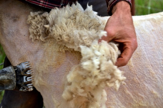 Priests of the Land30